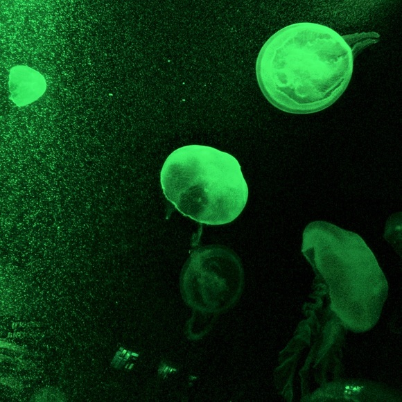 Meet your Posher, Maven 🌟 - Picture 5 of 5